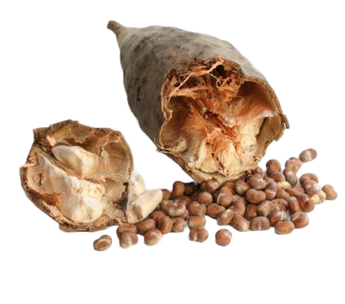 Baobab Seed