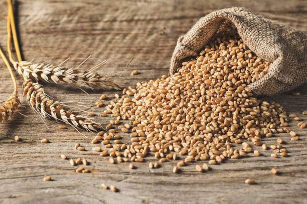 Wheat Protein